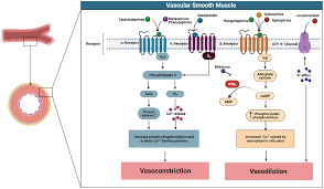 Image result for Vasopressor