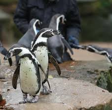 I loved every bit of it. Dortmund Ratselt Das Verschwinden Der Tiere Aus Dem Zoo Welt