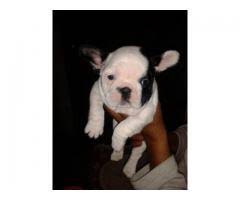 Home puppies for sale small dog breeds french bulldog. French Bulldog Dogs For Sale Adopt Buy Sell Kci Certified Puppies Online