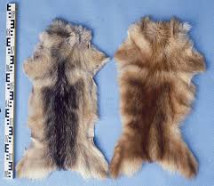 Posted at 12:25 28 jun12:25 28 jun. Dogs And Cats Skinned Alive For Their Fur And Skin In China Galgo Amigo S Animal Welfare Pages