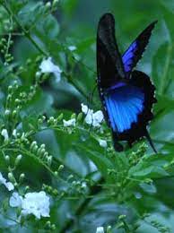 Las Mariposas Estan En Peligro Mariposapedia