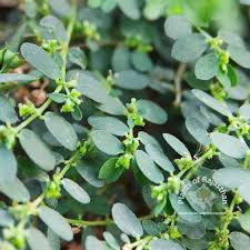 Image result for Euphorbia prostrata