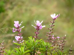 Image result for Syncolostemon