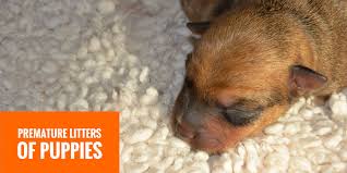 Canine whelping, like any live birth, is an amazing thing. Premature Puppies Litters Health Care Preterm Birthing Faq
