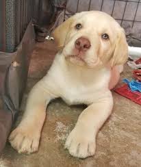 Golden retriever puppies are one of the most popular dog breeds for a reason! Labrador Retriever Puppy For Sale In Neeses Sc Adn 65900 On Puppyfinder Com Gender Male Age Labrador Retriever Labrador Retriever Puppies Retriever Puppy