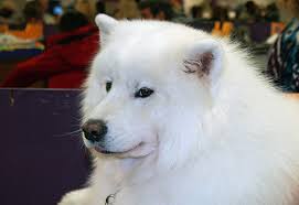 The characteristics of my premium breeding program are obvious and should take your breath away! How Much Do Samoyed Puppies Cost Howmuchisit Org