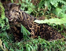 Website untuk peminat kucing parsi atau persian di kuantan pahang malaysia. Info Mengenai Kucing Hutan Malaysia Dennis G Zill