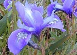 Where are the wildflowers in butte county ca? Bay Area Hiker Purple And Pink Wildflowers