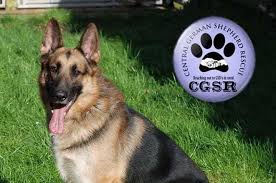 A big thank you to everyone who has donated. German Shepherd Dogs For Adoption