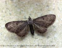 Image result for Eupithecia subfuscata
