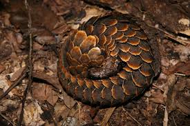 Pangolin scales have been removed from an official 2020 listing of ingredients approved for use in traditional chinese medicine in a move . Massive Seizure Of African Pangolin Scales In Hong Kong Pangolin Specialist Group