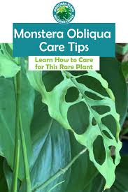 Monstera Obliqua Care Tips Monstera Obliqua Monstera Plants