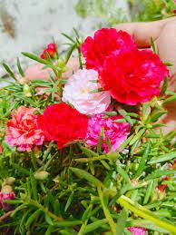 Pokok bunga rose jepun (potulaca) adalah tanaman hiasan berbunga yang sangat mudah ditanam dan tidak perlukan penjagaan yang rapi. Nampak Kering Jangan Biar Terus Mati Buat Begini Untuk Pastikan Ros Jepun Kembali Subur Berbunga Lebat Vanilla Kismis