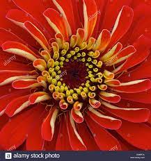 Download This Stock Image Centre Of A Bright Red Zinnia In Full Bloom B4mr7a From Alamy S Library Of Millions Of High Resolution Stock P Zinnias Photo Bloom