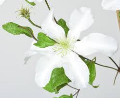 We did not find results for: Waldrebe John Huxtable Clematis John Huxtable Gunstig Online Kaufen