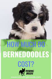 How Much Do Bernedoodles Cost Bernedoodle Puppy Girl Dog Names Girl Dog Names Unique