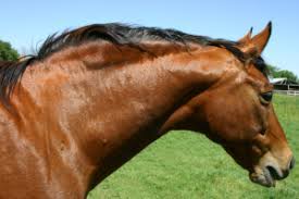 Equine Cushing S Disease And Acth Testing Fox Valley Equine
