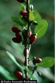 Image result for Erythroxylum