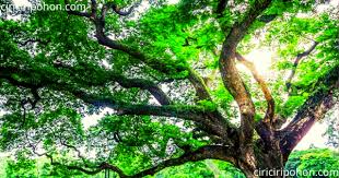 ∙ promo pengguna baru ∙ kurir instan ∙ bebas ongkir ∙ cicilan 0%. Ciri Ciri Pohon Home Facebook