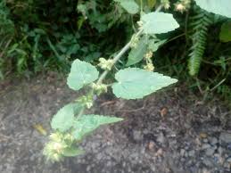 Image result for Sida urens