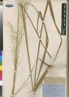 Image result for Panicum phragmitoides