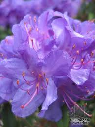 Rhododendron Blue Diamond With Images Garden Shrubs Rhododendron Most Beautiful Flowers