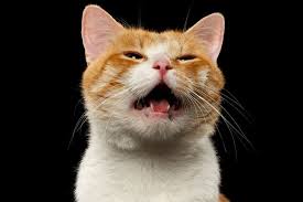 We did not find results for: Ketahui 7 Penyebab Kucing Mengeong Terus Halaman All Kompas Com