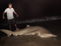 New Jersey Beach Shark Fishing Report On The Water