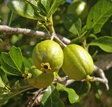 Image result for Catunaregam