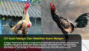 Check spelling or type a new query. Ciri Ayam Mangon Dan Kelebihan Ayam Mangon