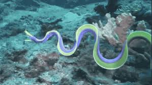 Blue Ribbon Eel Deep Sea Creatures Mysterious Sea Creatures Weird Sea Creatures