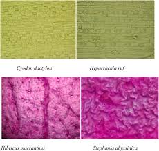 Image result for Hyparrhenia anthistirioides