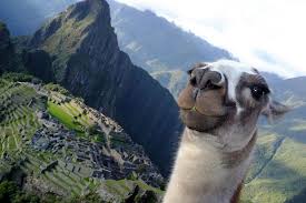 Funny llama animal sticking tongue out. You Can Drink Wine On A Mountain With Llamas In Colorado Thrillist