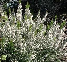 Image result for Erica wildii