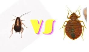Baby Cockroach Vs Bed Bug Get Rid Of Bugs In Mattress Crib
