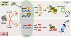 Go on to discover millions of awesome videos and pictures in. Frontiers The Regulation Of The Small Heat Shock Protein B8 In Misfolding Protein Diseases Causing Motoneuronal And Muscle Cell Death Neuroscience