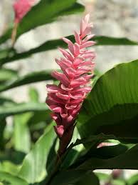 Download in under 30 seconds. Flowers Tropical Plants Plant Pink Color Growth Beauty In Nature Flowering Plant Flower Freshness Pxfuel