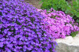 The blooms open in spring and will last until frost, if provided with the right growing conditions and care. Edging Perennials Their Companions 1