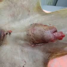 Image result for paraphimosis