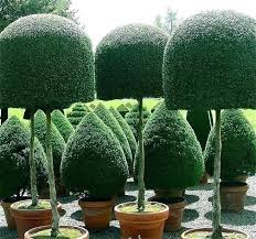 Live Outdoor Topiary Plants Topiary Garden Gorgeous Gardens Beautiful Gardens