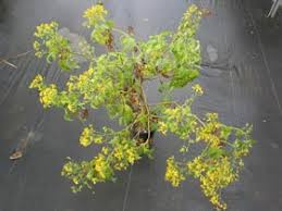 Image result for Bidens kirkii
