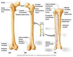 Skeletal system label leg diagram quizlet. Leg Bones 2 Diagram Quizlet