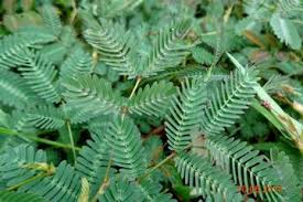 Daun sirih sudah menjadi sebahagian daripada budaya masyarakat di asia tenggara. 3 Manfaat Air Rebusan Daun Putri Malu Bonusnya Bisa Menjadi Obat Kuar Di Ranjang Bagi Pria Semua Halaman Grid Health