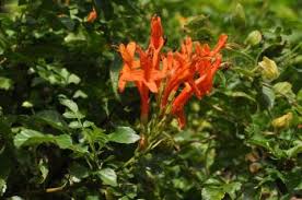 Image result for Tecomaria capensis