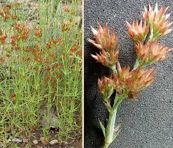 Image result for Polycarpaea corymbosa