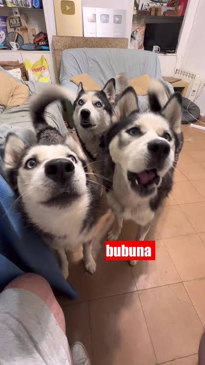 Perros Husky Hablando: Quien Diga I Love You Se Lo Doy ???? #husky