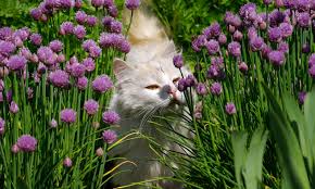 question how to keep cats off furniture? 20 Ways To Keep Cats Off Your Garden Oversixty