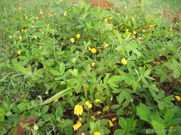 Image result for Arachis