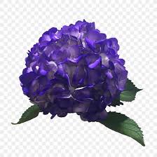 Hydrangea Color Purple Lavender Blue Png 900x900px