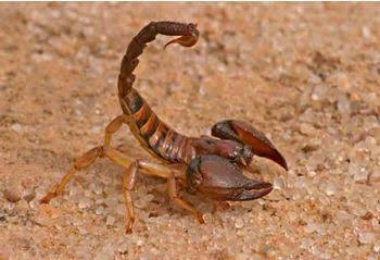 Scorpion - Branson's Wild World
